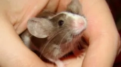 Egér, mint egy kisállat